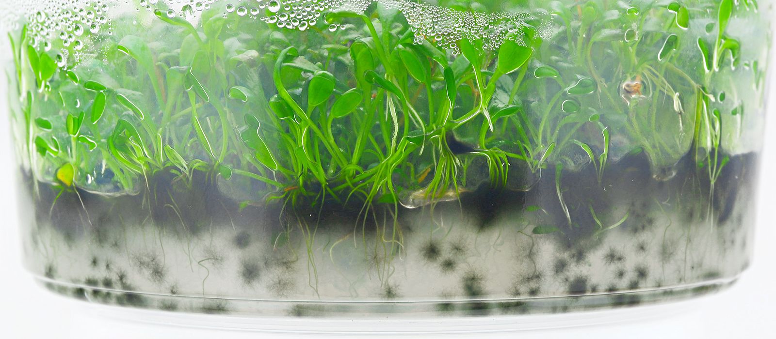 Invitro aquarium plants Aquasabi Aquasabi Aquascaping Shop