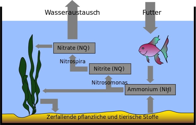 Stickstoffkreislauf