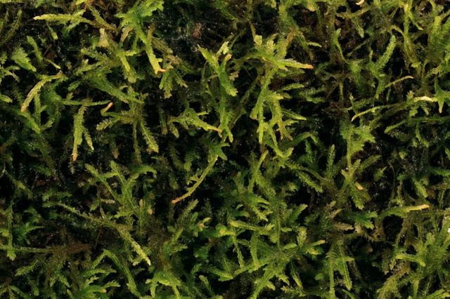 Taxiphyllum-barbieri