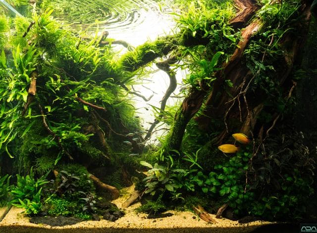 Aquarien-Layout Thorsten Peetz