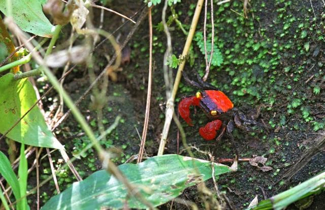 Vampirkrabbe Habitat