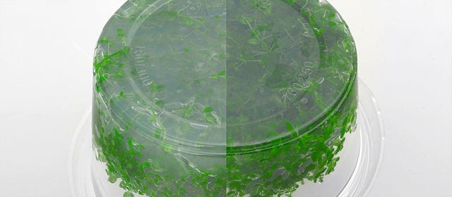 Nährmedium Vergleich