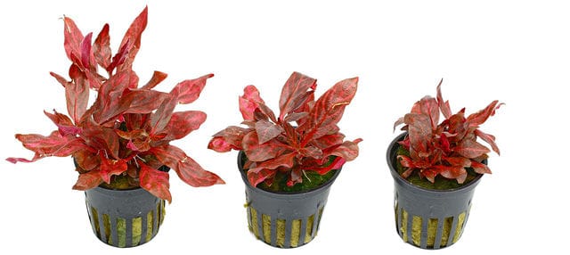 Alternanthera reineckii