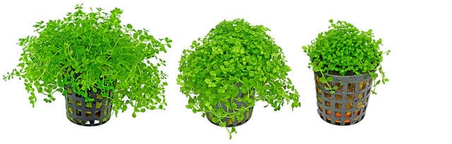 Micranthemum tweediei