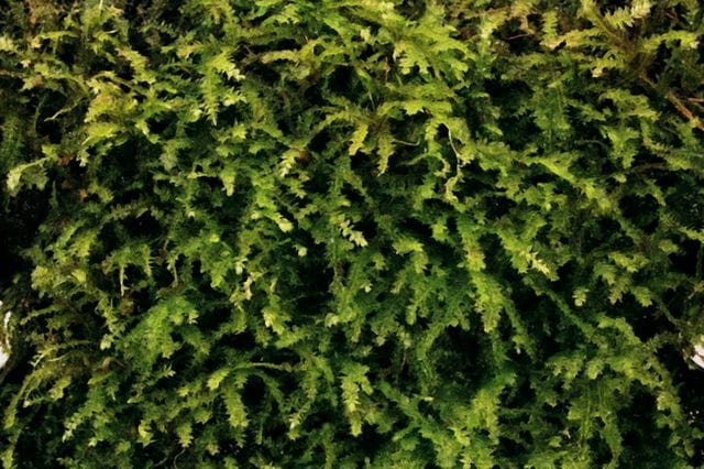 Vesicularia-montagnei