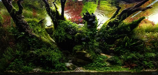  Aquascape Thorsten Peetz