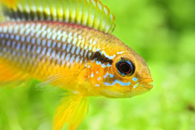 Zwergbuntbarsch im Aquarium