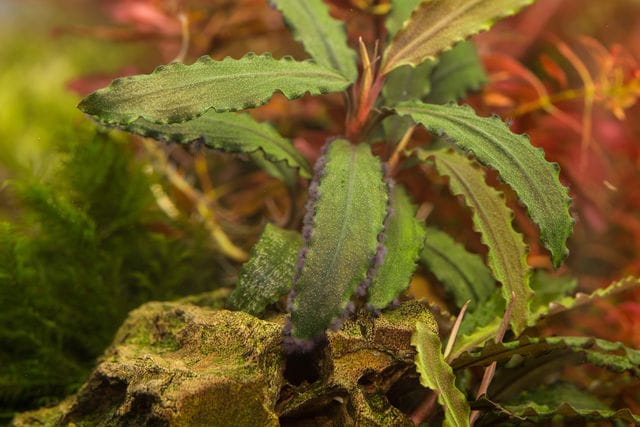 Bucephalandra mit Pinselalgen