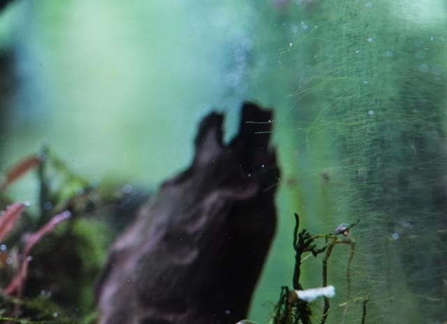 Algenbefall an der Scheibe