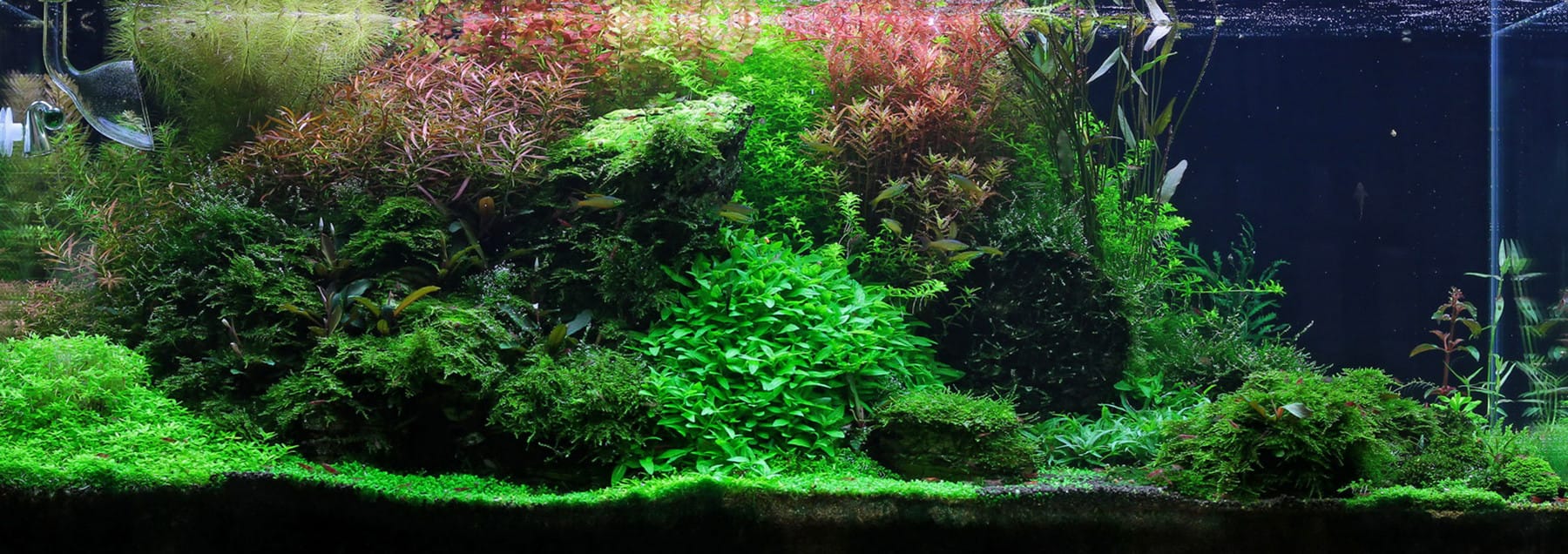 Aquascaping Aquarium