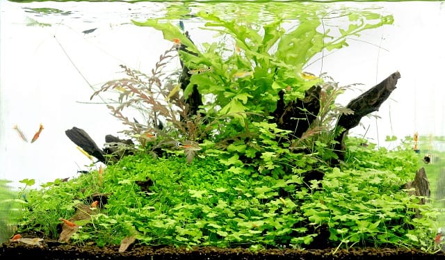 Gesellschafts-Aquarium