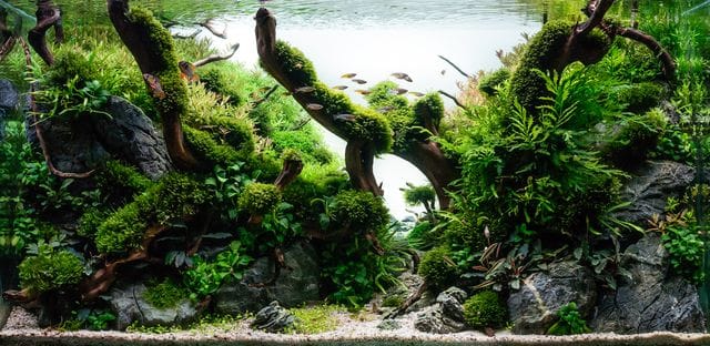 Aquascape von Alexander Hecht