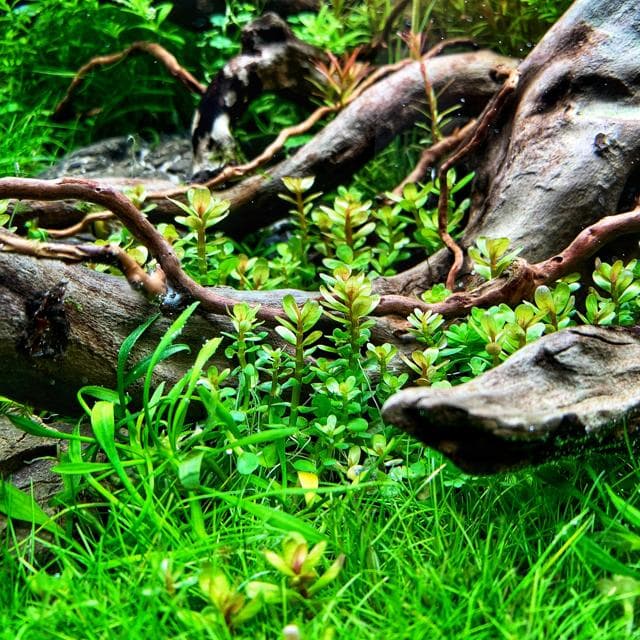 Tono Dressen - Layoutausschnitt