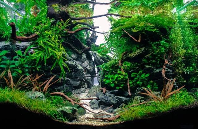 Aquascape im Nanoaquarium