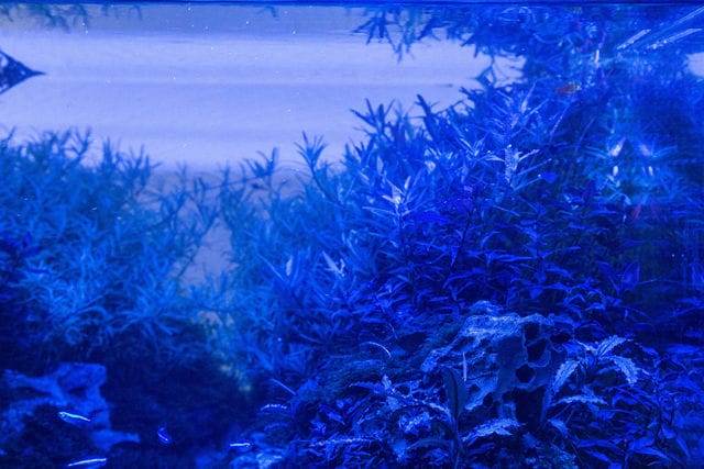 nur blaue LEDs