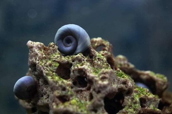 Blaue Posthornschnecke