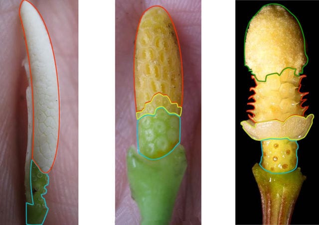 Vergleich Bluetenstaende