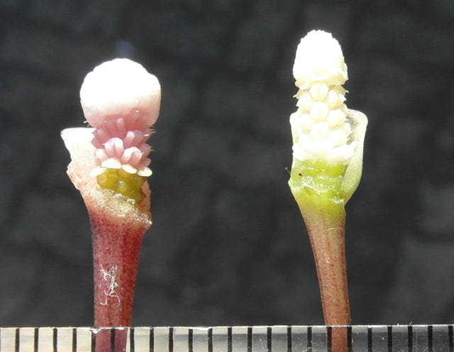 Bluetenstand Vergleich