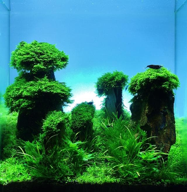 Aquarium Bodendecker Algen