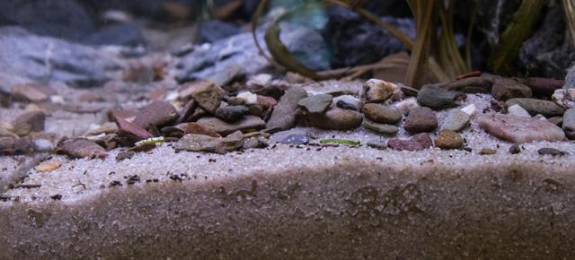 Bodengrund Cichliden-Aquarium