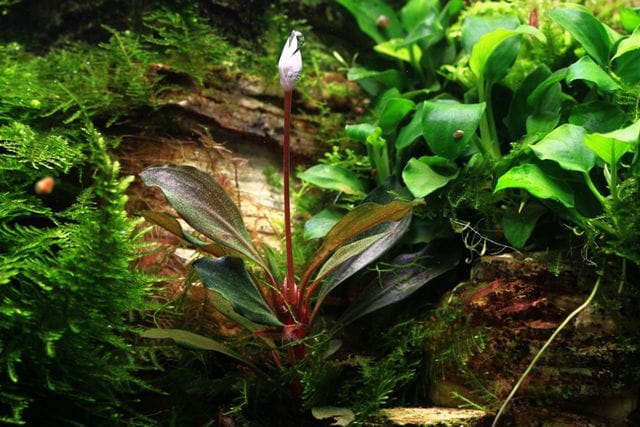 Bucephalandra braun-rot