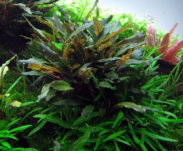 Bucephalandra braun-rot narrow