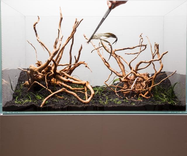 Cryptocorynen setzen