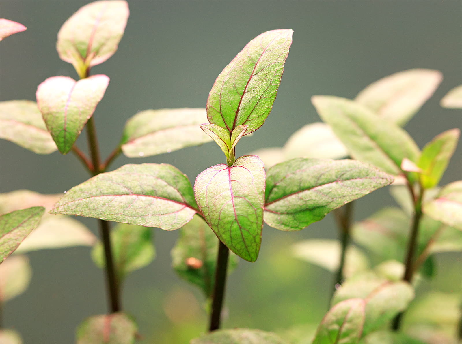 Acmella repens