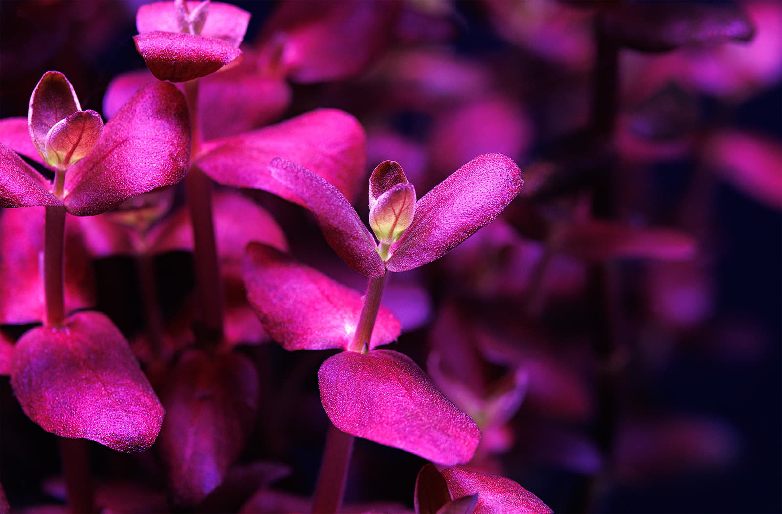 Bacopa salzmannii "Purple" Aquasabi Aquarium Shop