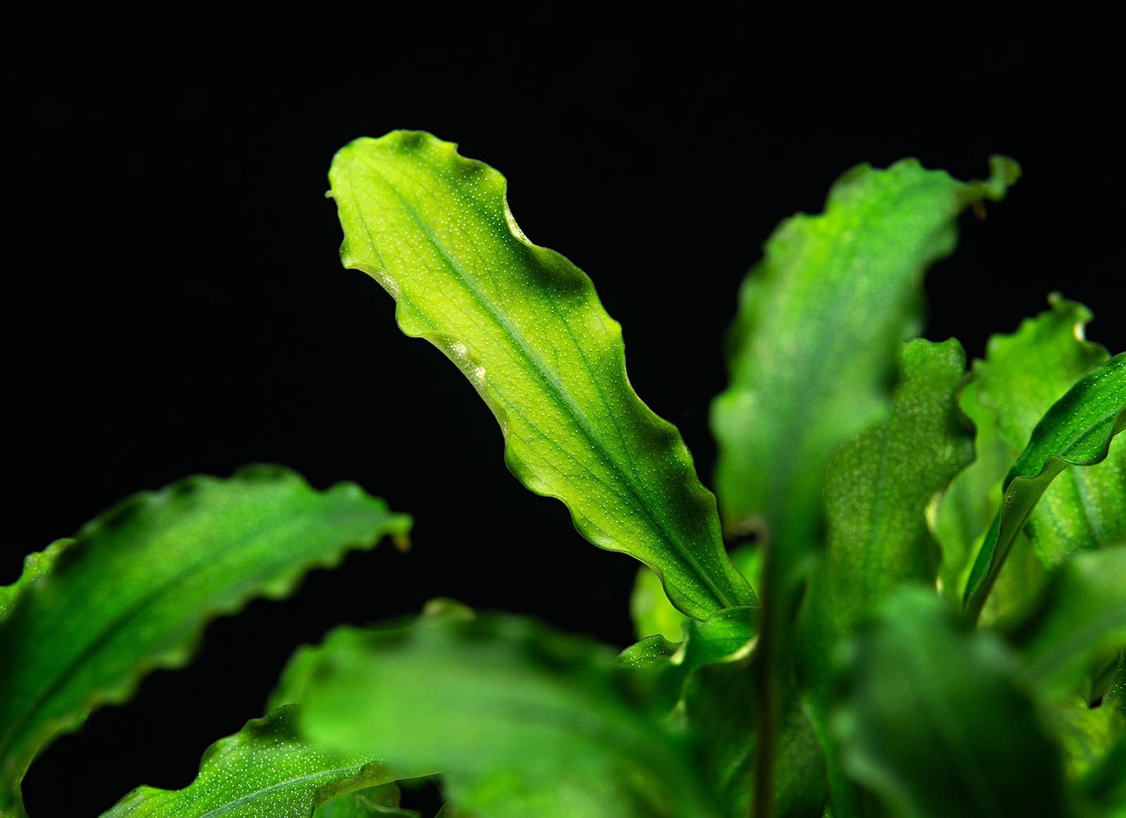 Bucephalandra pygmaea Bukit Kelam Sintang
