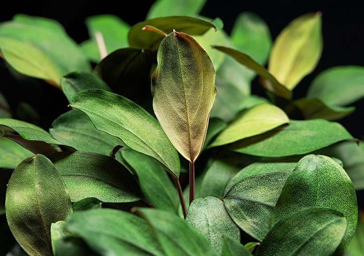 Bucephalandra Fine Edge