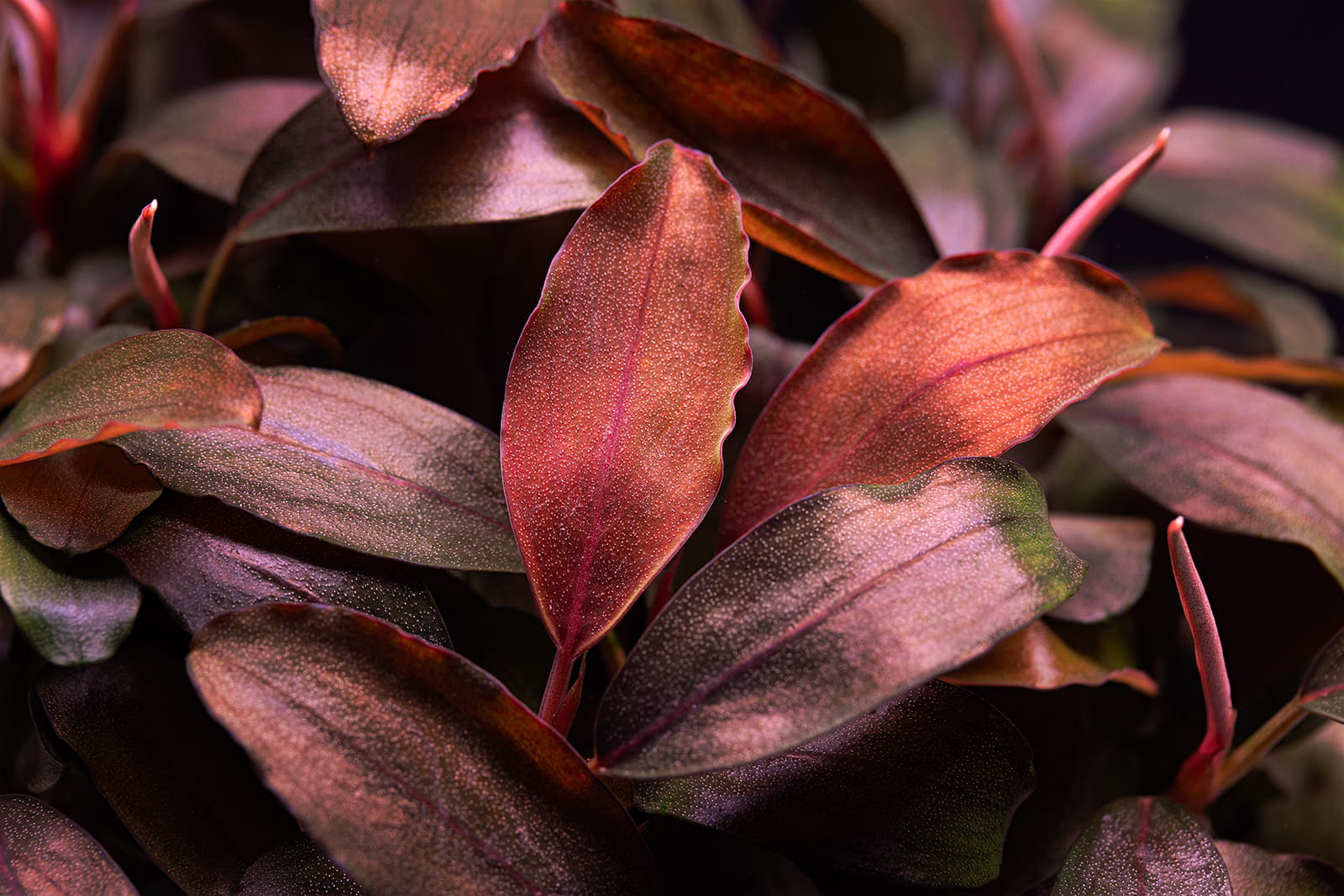 Bucephalandra sp. Bronze Tricolor