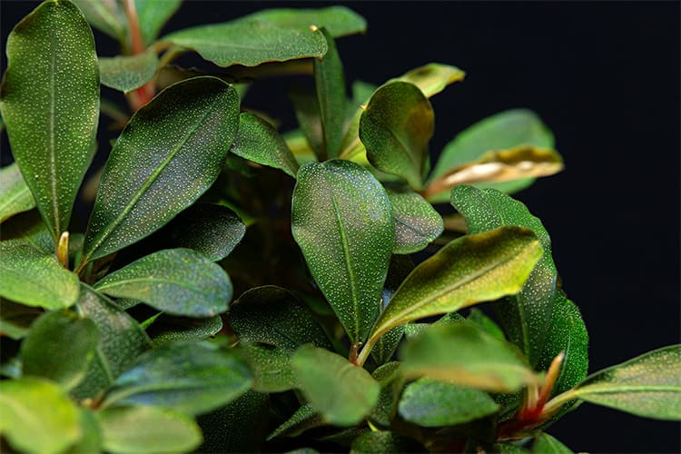 Bucephalandra