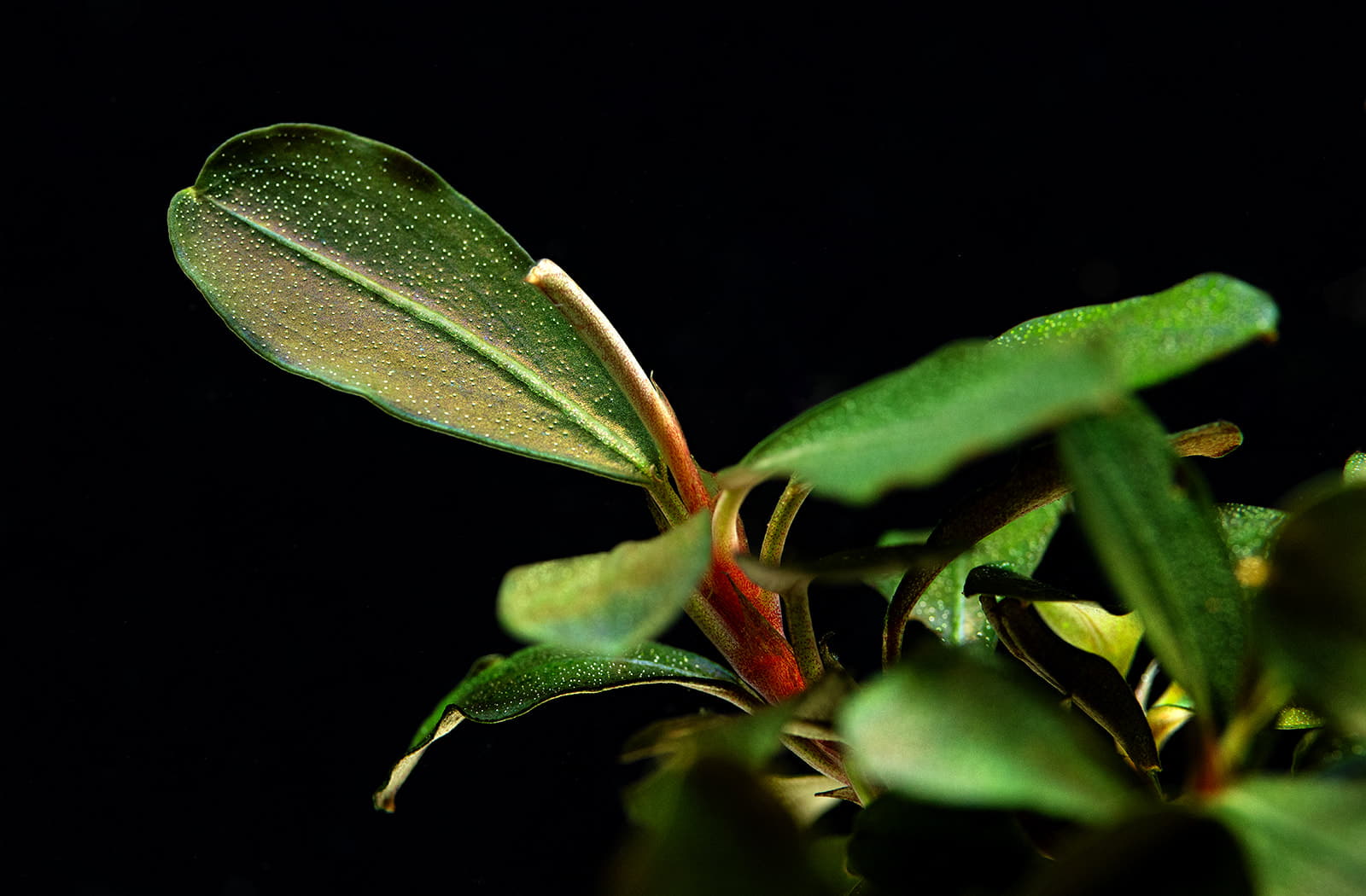 Bucephalandra sp. Motleyana Red