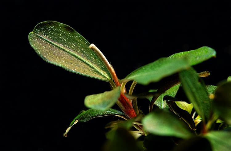 Bucephalandra