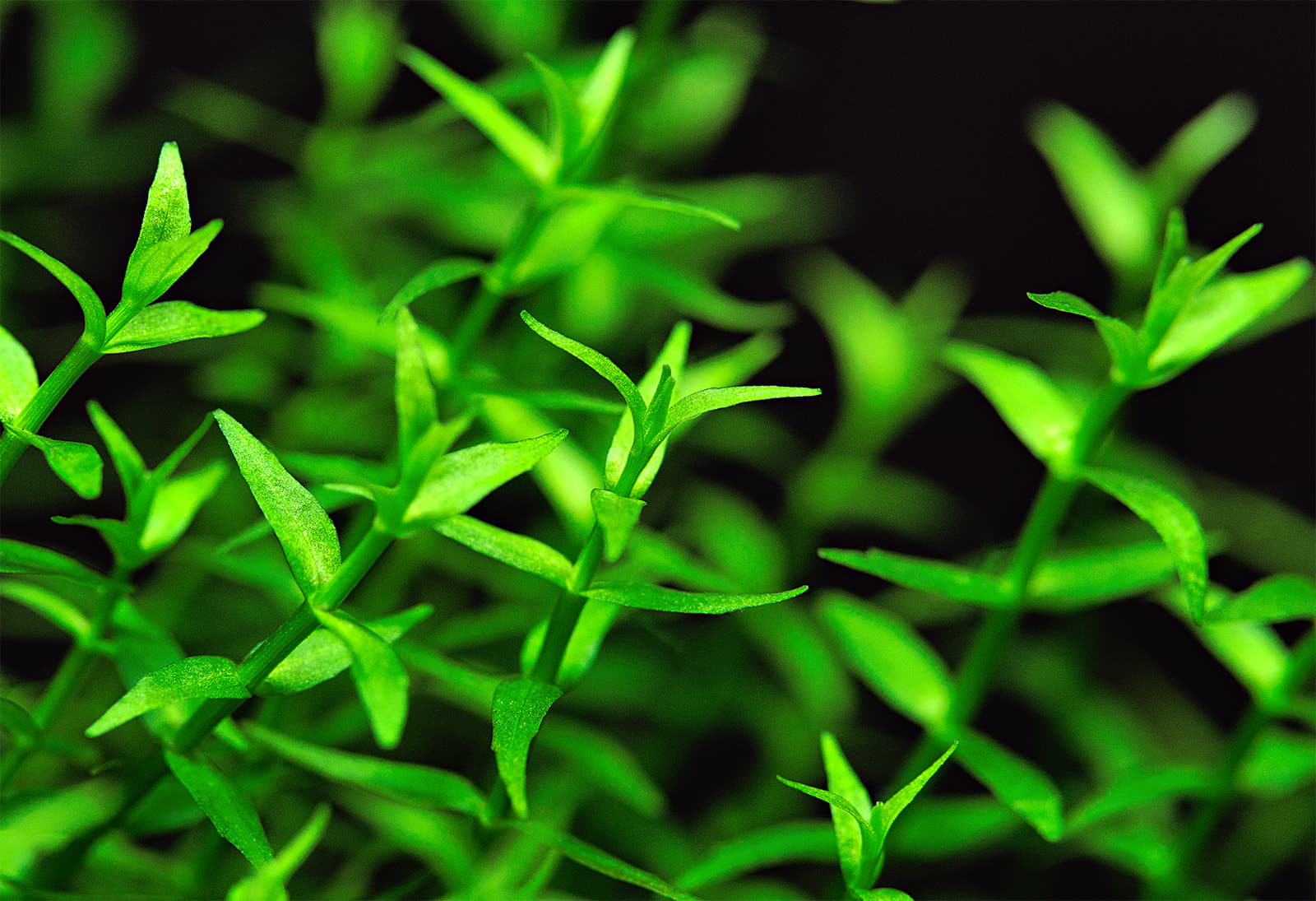 Gratiola viscidula