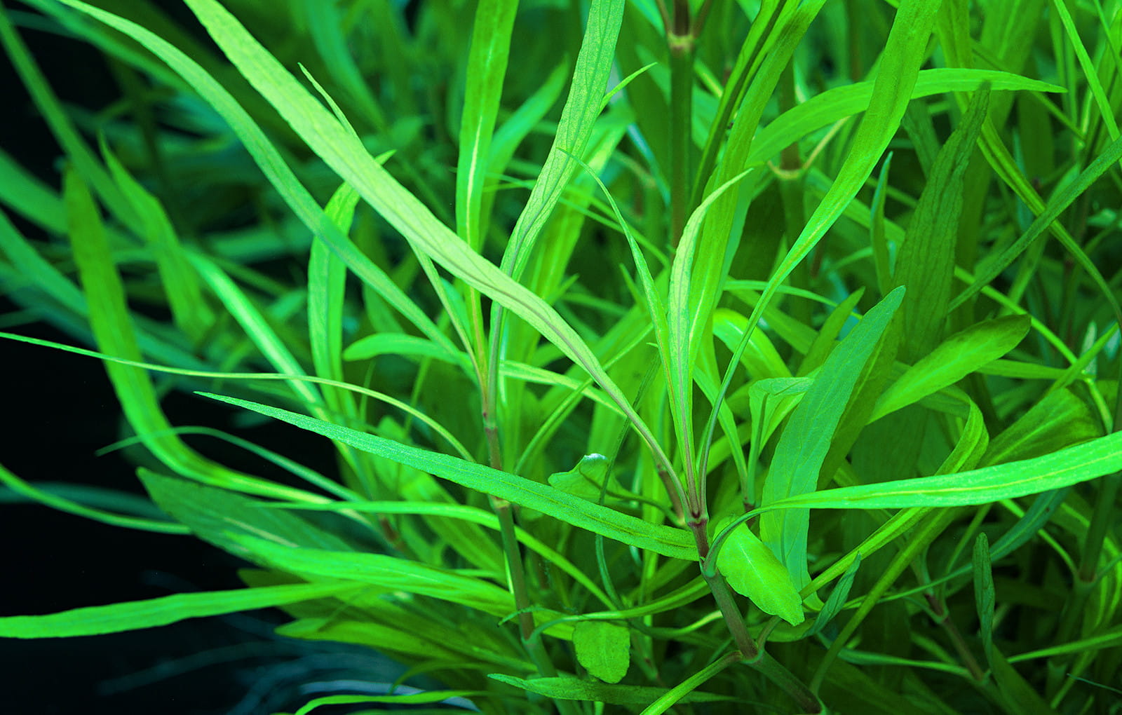Hygrophila costata Aquasabi Aquarium Shop