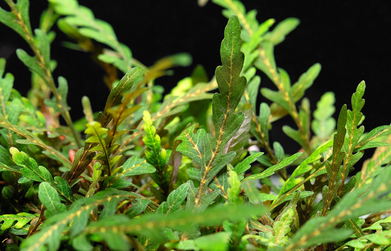 Hygrophila pinnatifida Uttara Kannada