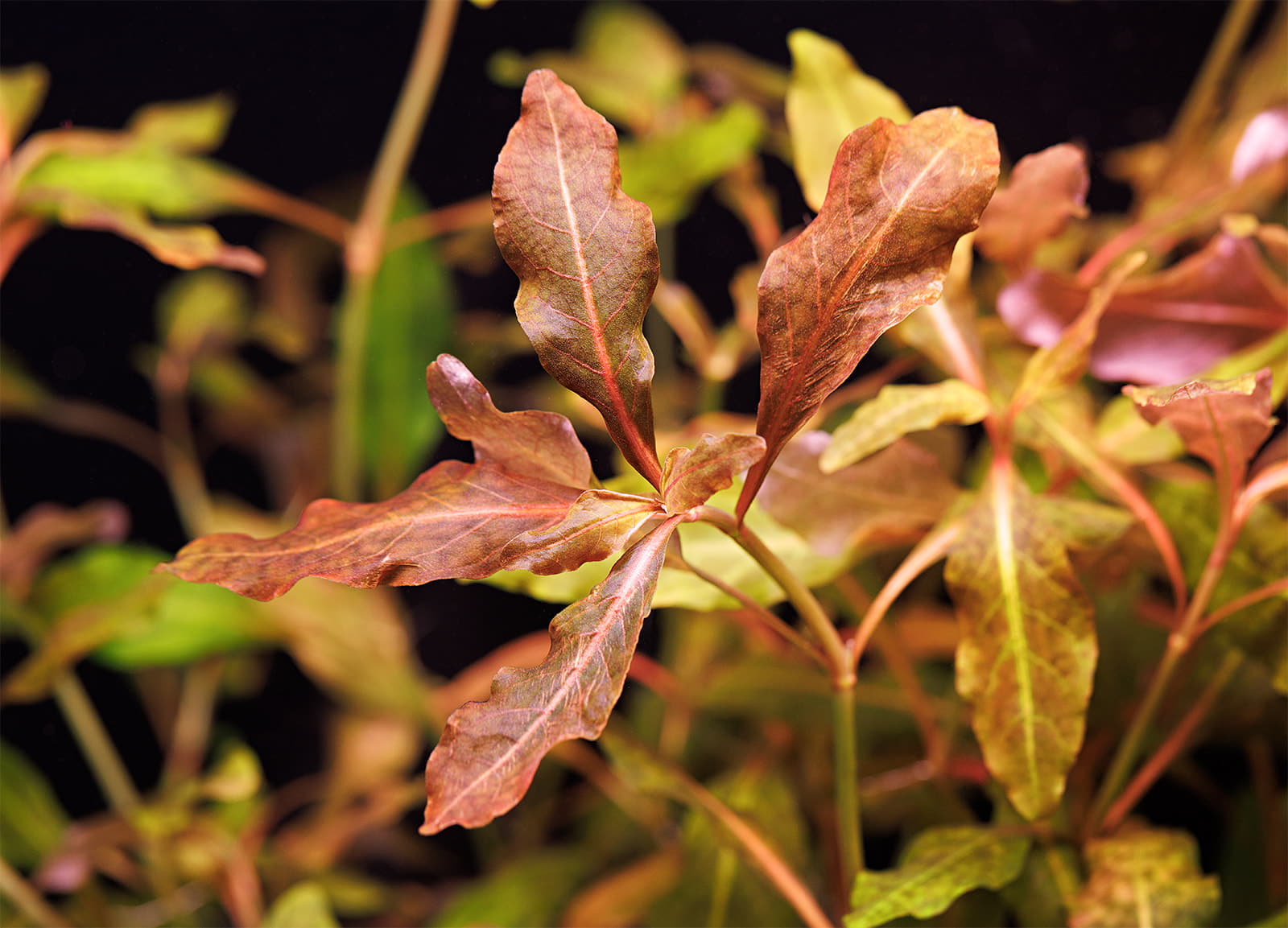 Hygrophila sp. Brown