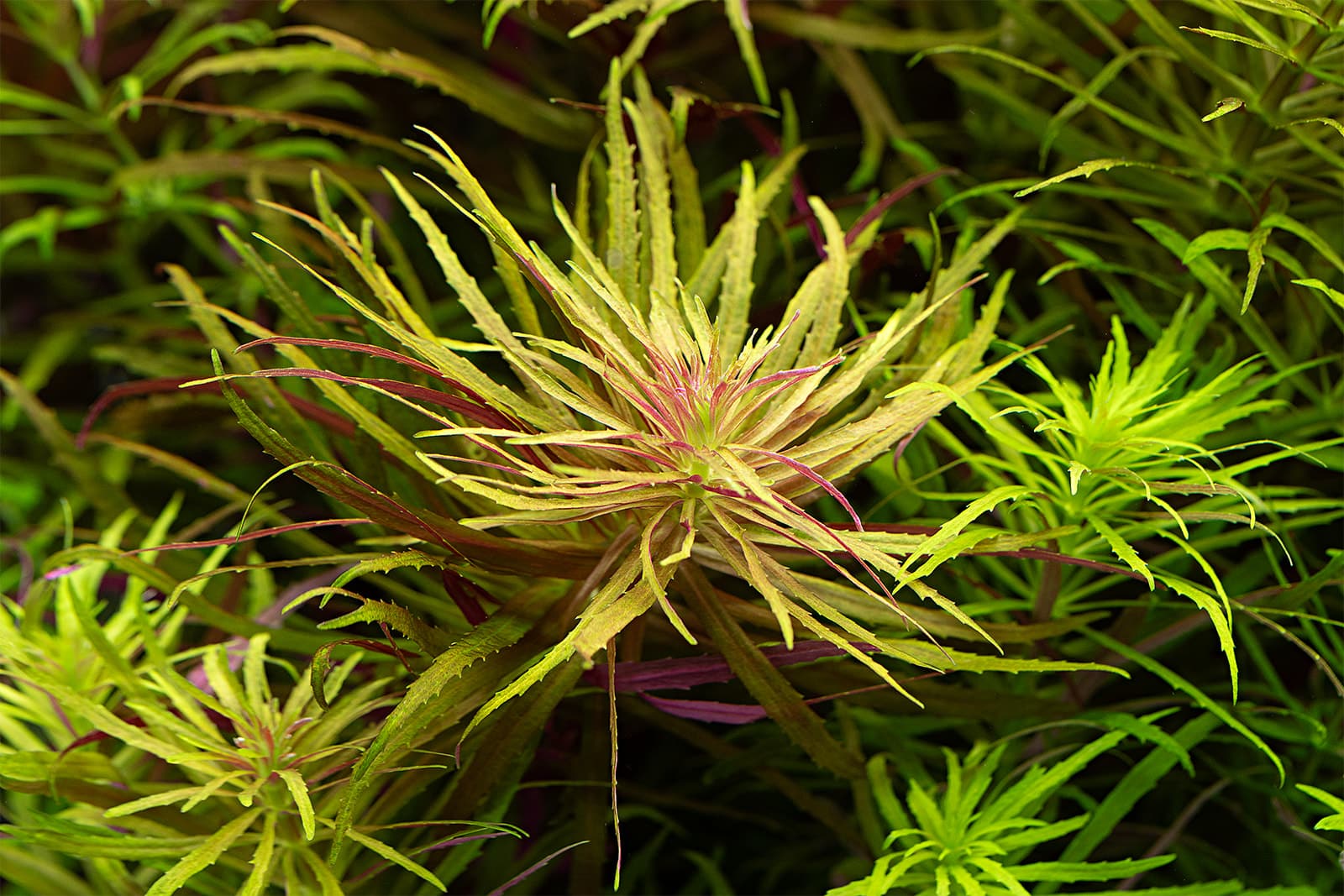 Limnophila hippuridoides
