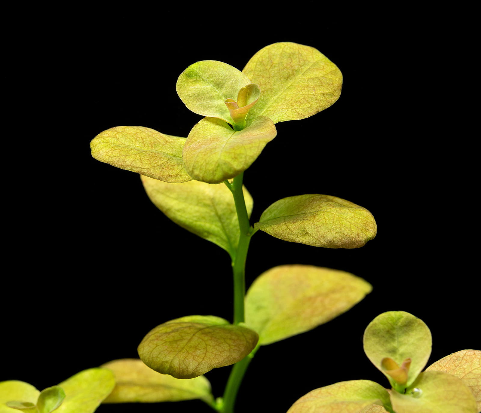 Ludwigia sp. Marilia