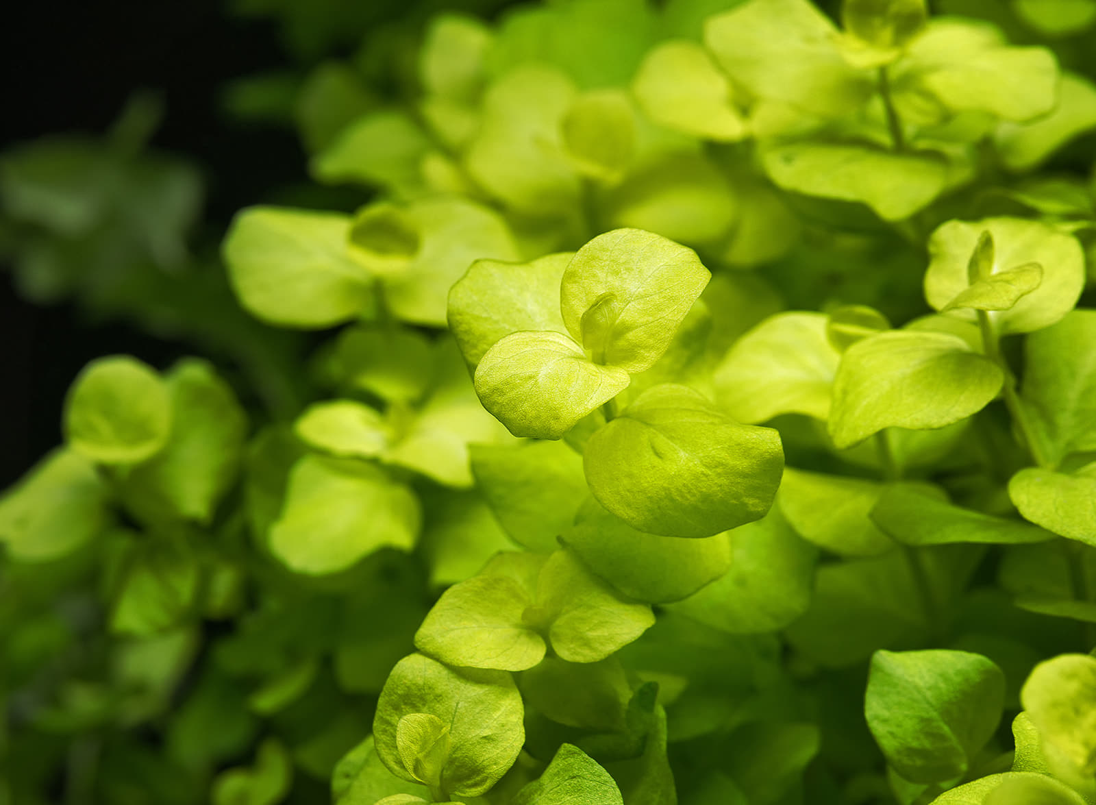 Lysimachia nummularia Aurea