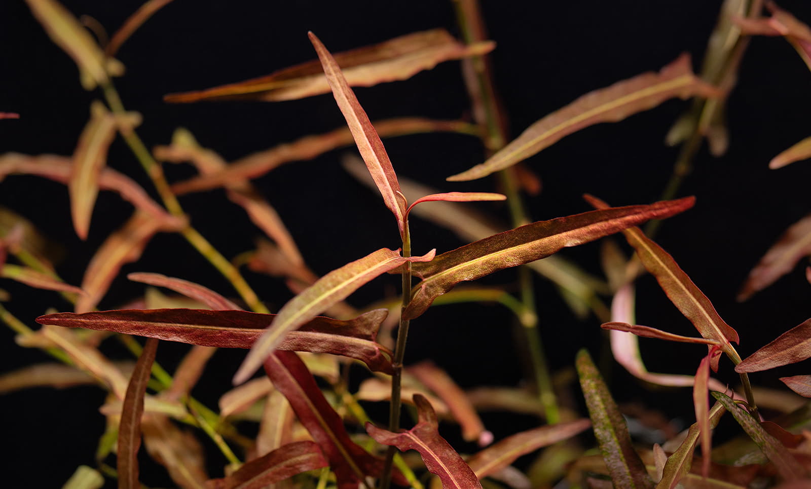 Persicaria praetermissa