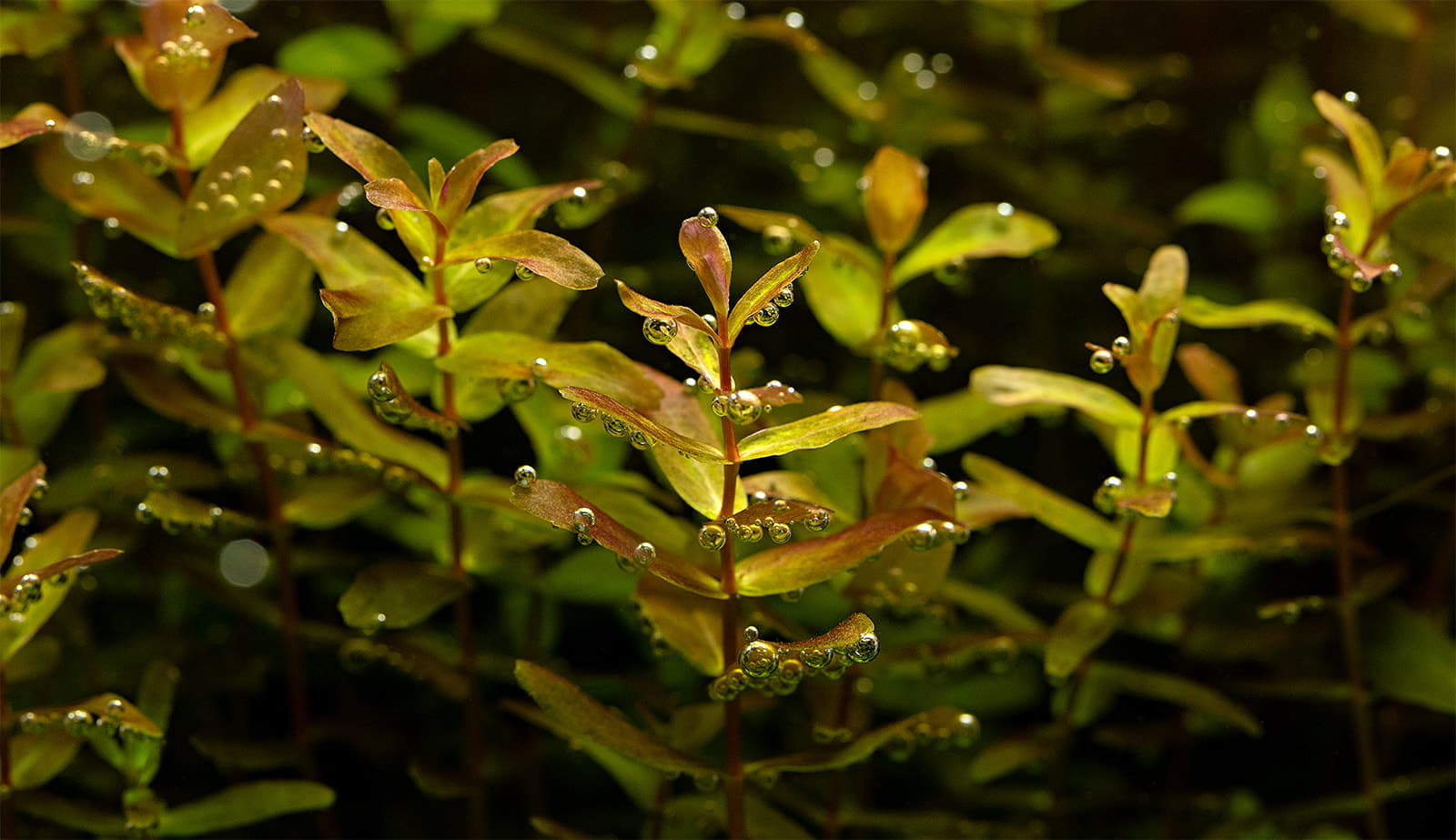 Rotala macrandra Green Wavy