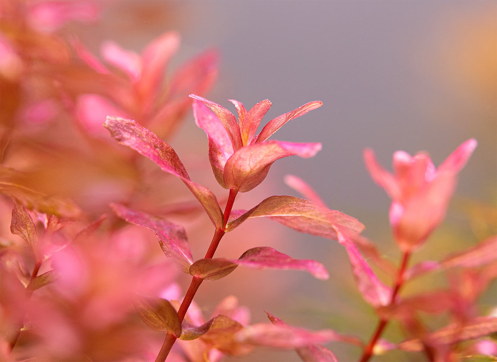 Rotala macrandra Mini Type 4
