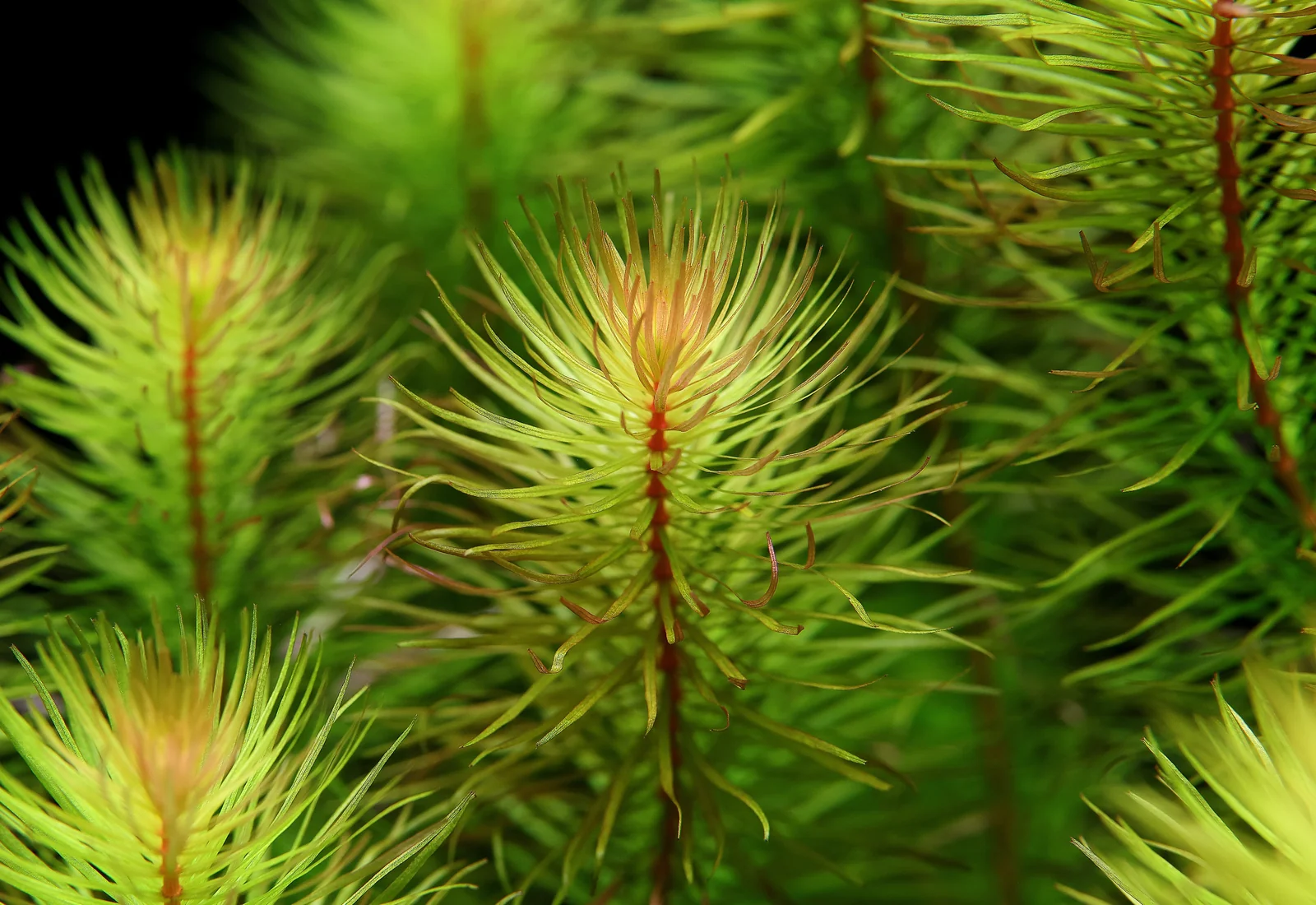 Rotala mexicana Bangladesh