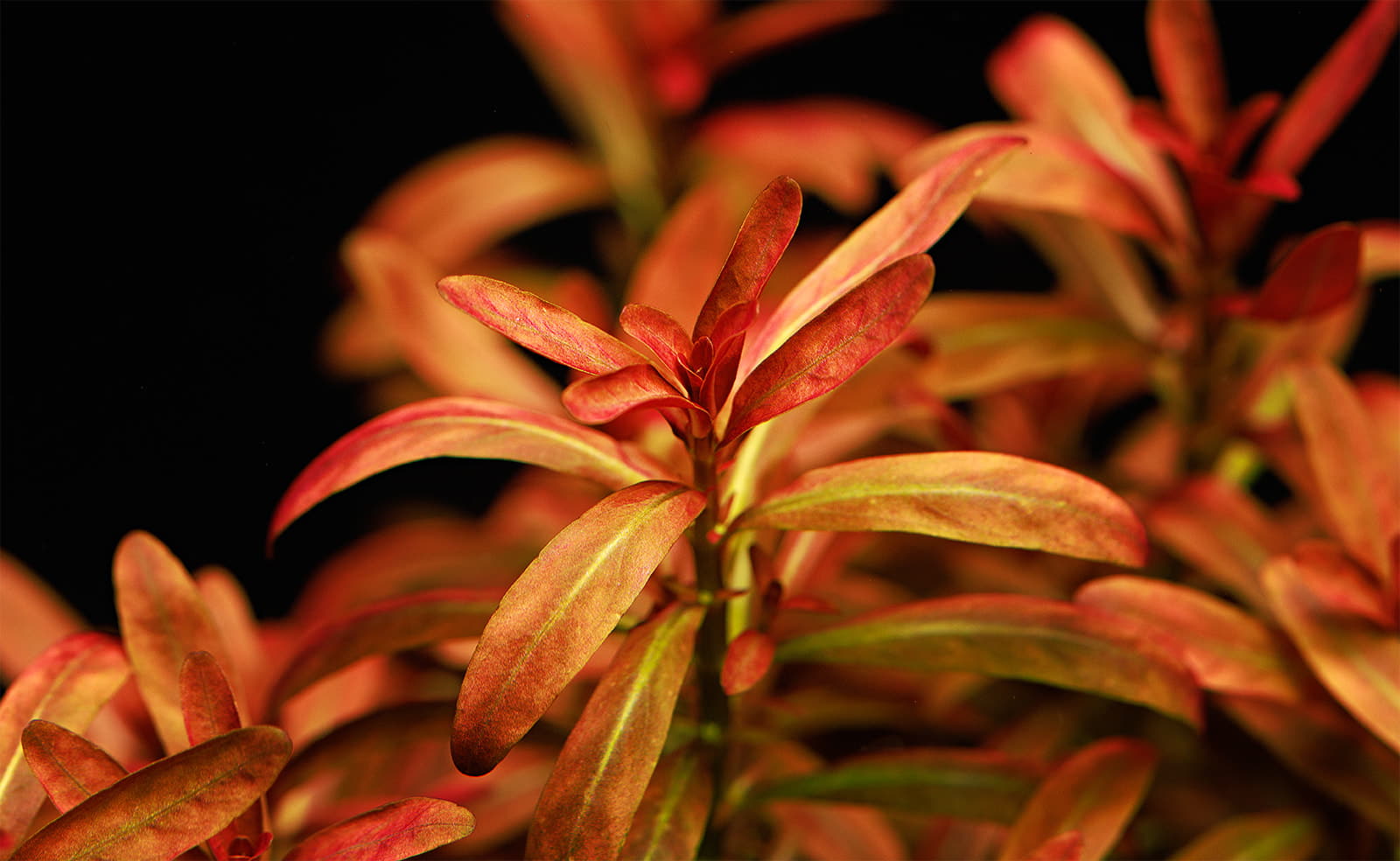 Rotala ramosior Sunset