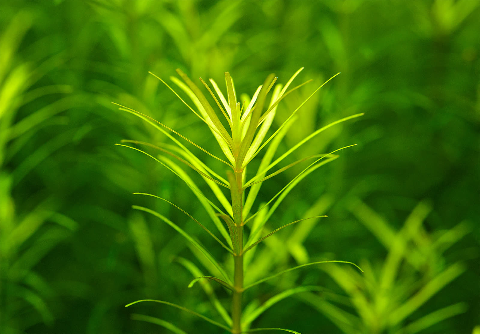 Rotala sp. Nanjenshan