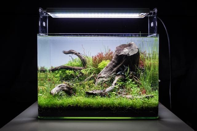 Tono Dressen - EAPLC 2020