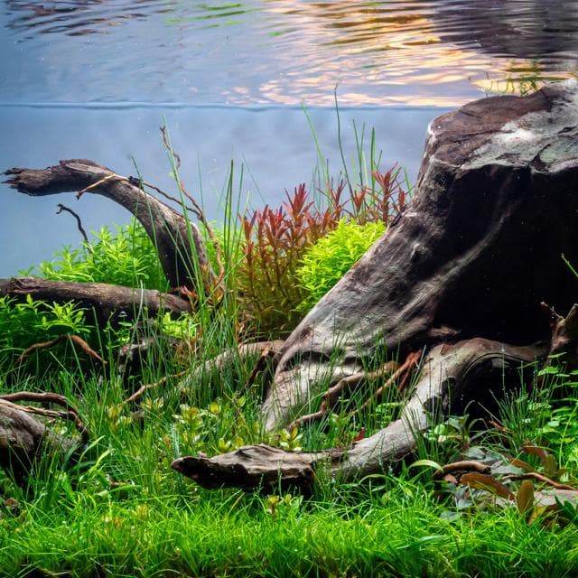 Tono Dressen - Layoutausschnitt